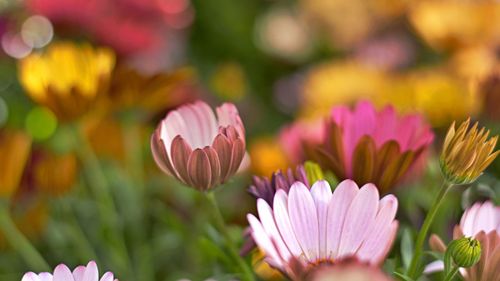 Close-up of pink flowering plants