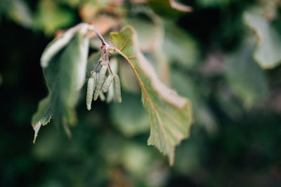 Close-up of grasshopper on plant