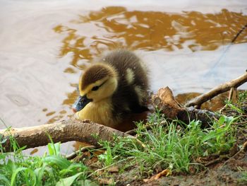 Bird in a lake