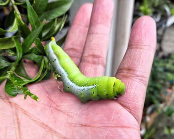 Close-up of hand holding leaf