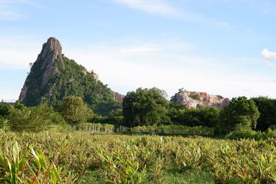 Scenic view of field against sky