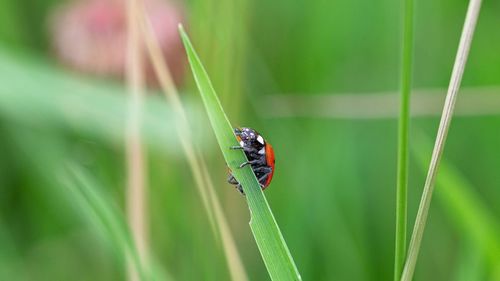 Close-up of insect on grass