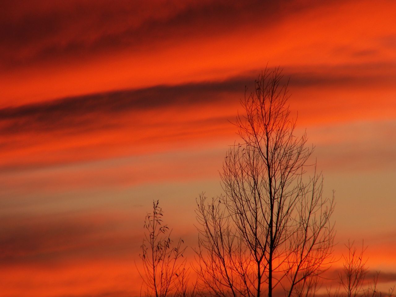 sunset, orange color, sky, silhouette, beauty in nature, scenics, tranquility, bare tree, tranquil scene, dramatic sky, nature, cloud - sky, idyllic, tree, majestic, cloud, low angle view, atmospheric mood, branch, romantic sky