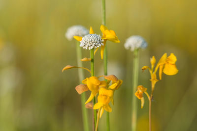 Close-up of yellow flowering plant