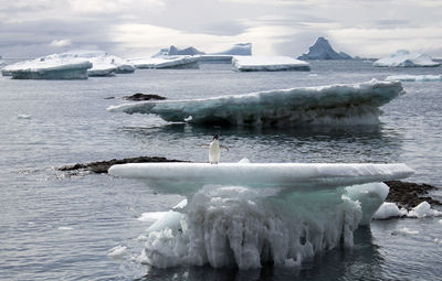 Adelie penguin on an iceberg in antarctica