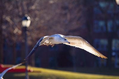 Close-up of bird flying at park