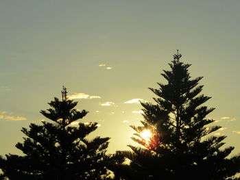 Low angle view of tree against sky during sunset