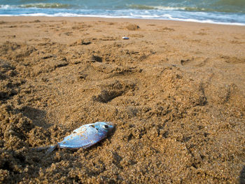 High angle view of shell on beach