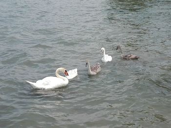 High angle view of swans swimming in lake