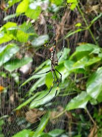 spider web