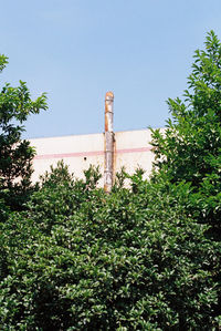 Low angle view of plants against clear sky