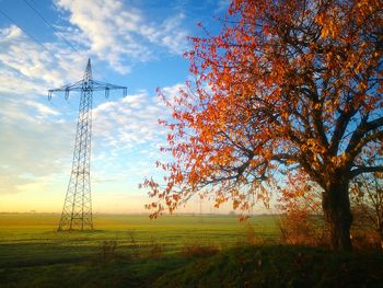 Low angle view of trees on field against sky