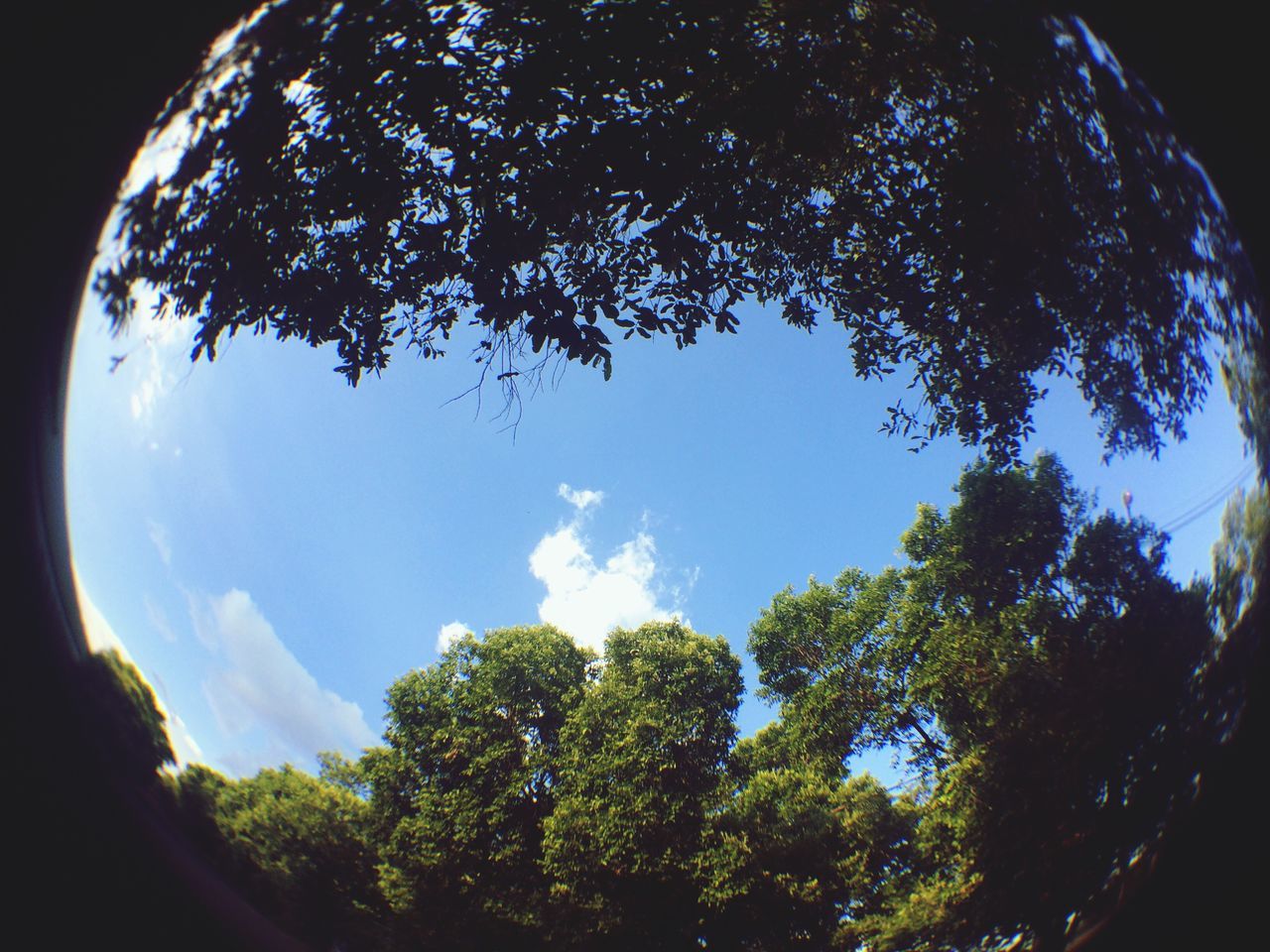 tree, sky, low angle view, nature, beauty in nature, growth, blue, tranquility, day, no people, scenics, tranquil scene, outdoors, cloud - sky, fragility