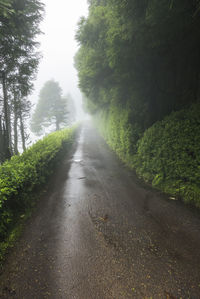 Empty road amidst trees in forest