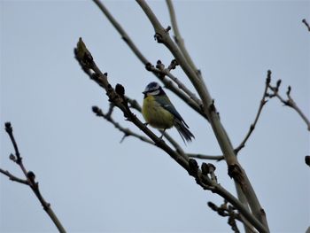 Low angle view of bird perching on branch against sky