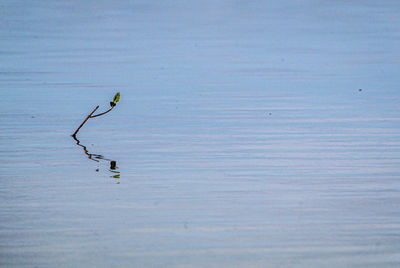 Bird flying over lake