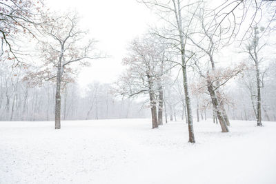Bare trees on snow covered landscape
