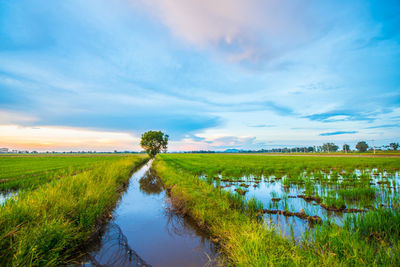 Scenic view of swamp against sky