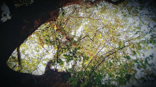 Ivy growing on tree trunk