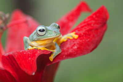 Close-up of frog on red flower