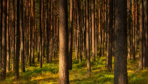 Pine trees in forest