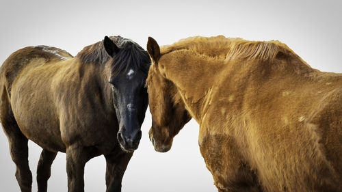 Horses standing in a horse against clear sky