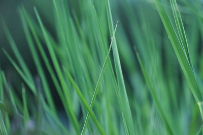 Full frame shot of green leaf