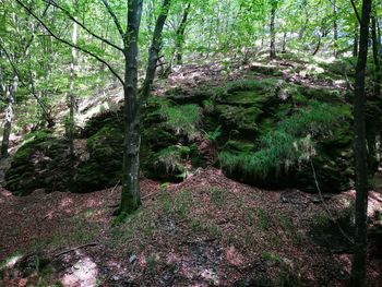 Trees in forest