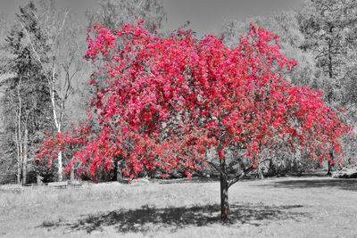 Red flowering plants on snow covered land