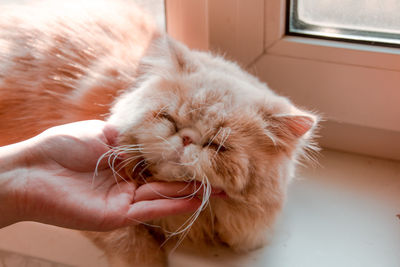 Close-up of hand holding cat