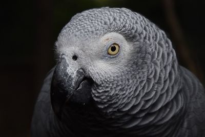 Close-up portrait of owl