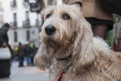 Close-up portrait of dog looking away in city