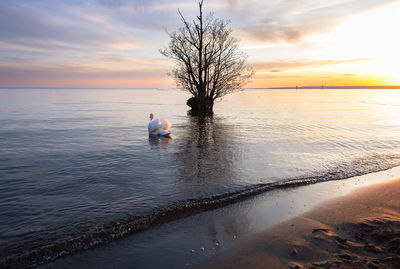 Swan at sunset passing a flooded tree.