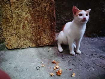 Close-up portrait of cat