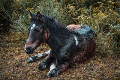 Horse looking away on field