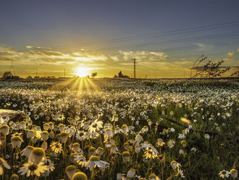 Plants growing on field against sky during sunset