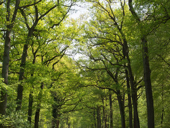 Low angle view of trees in forest