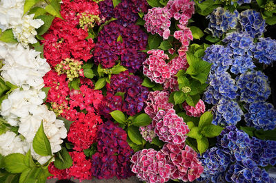 Full frame shot of flowering plants