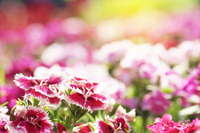 Close-up of pink flowers on plant 