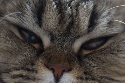 Close-up portrait of a cat