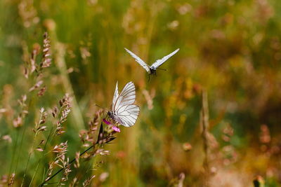 Close-up of butterfly on leaf