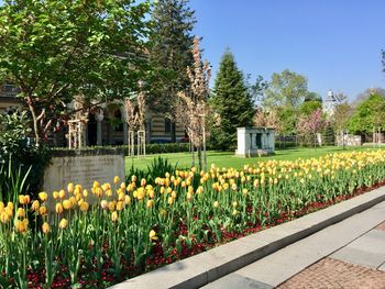 View of flowering plants in park