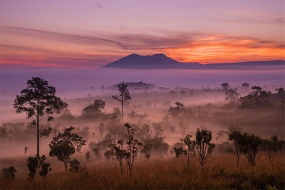 Silhouette trees on landscape against sky during sunset