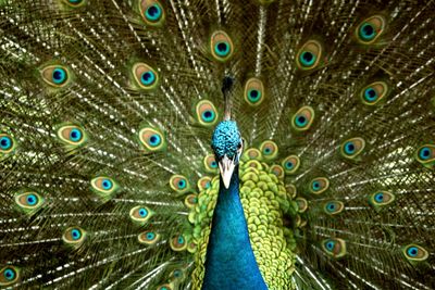 Close-up portrait of peacock