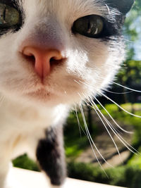 Close-up of cat