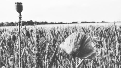 Close-up of flowering plants on field against sky
