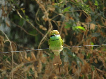 Close-up of bird perching on branch