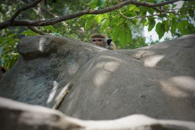 Low angle view of monkey on tree