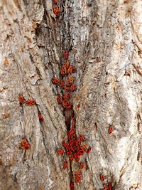 Full frame shot of tree trunk