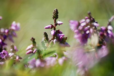 Close-up of insect on purple flowers